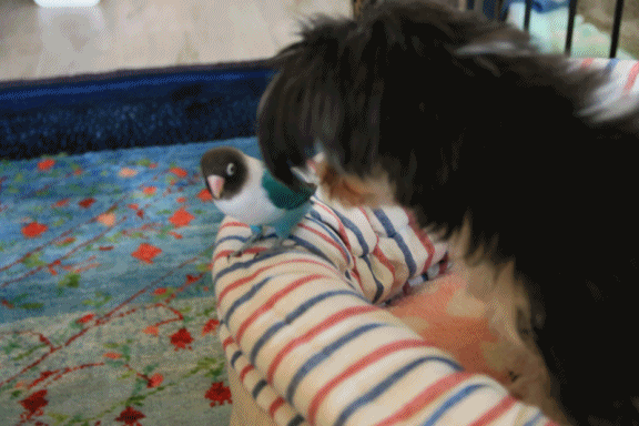 c0145250_09182360.gif