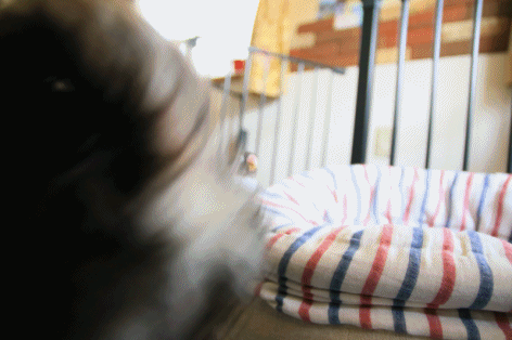 c0145250_09183078.gif