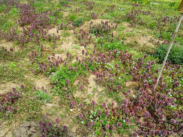c0327752_14361663.jpg