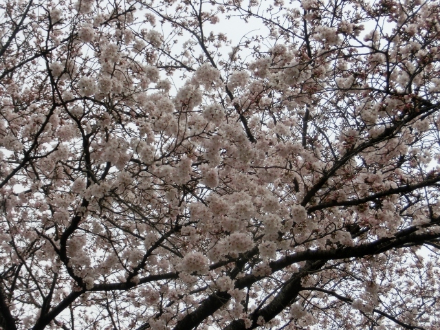 c0328559_20300771.jpg