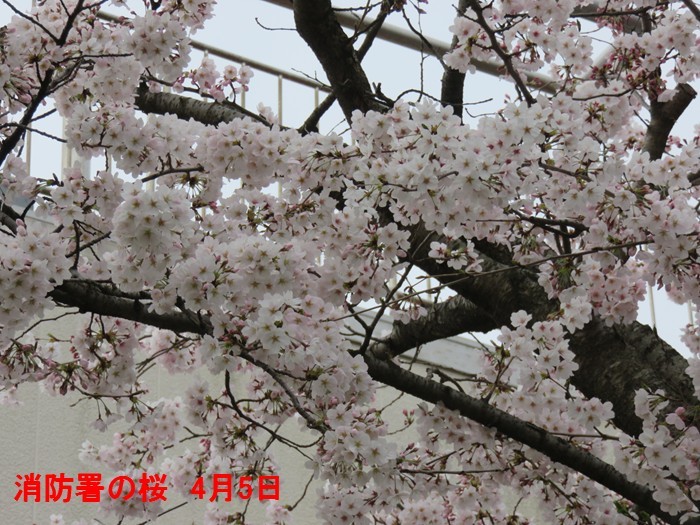 f0003174_15125440.jpg
