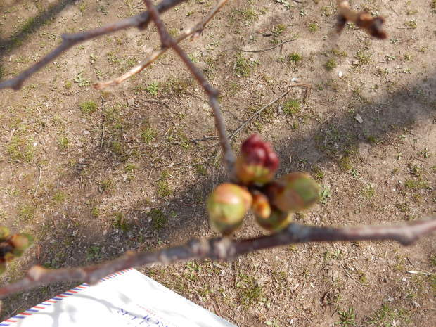 e0355177_15461920.jpg