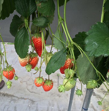 c0014187_2383498.jpg
