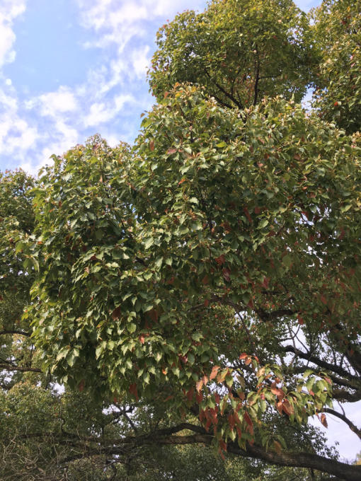 c0168308_19243538.jpg
