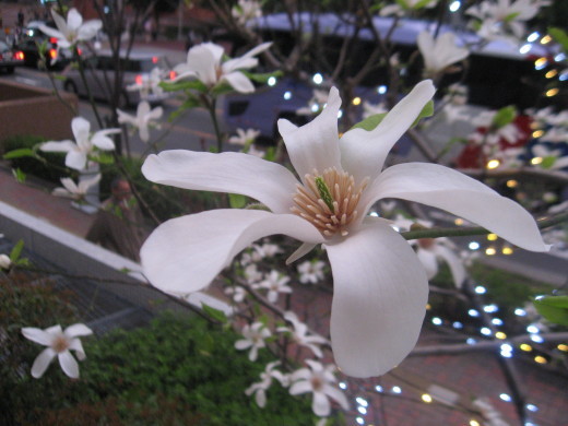 c0062511_21361355.jpg