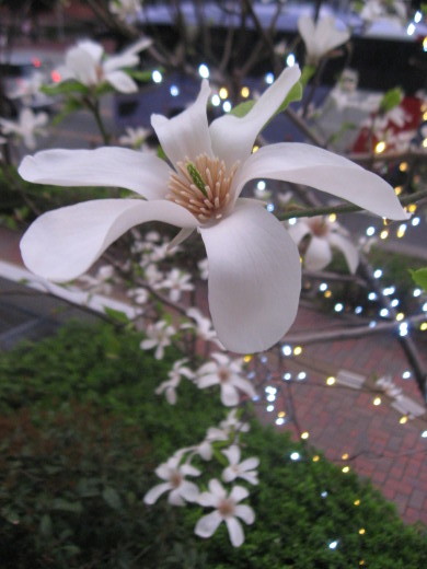 c0062511_21364313.jpg
