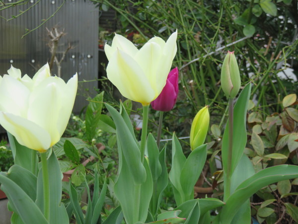 e0350415_07222472.jpg