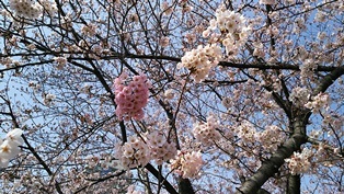 b0080342_22065689.jpg