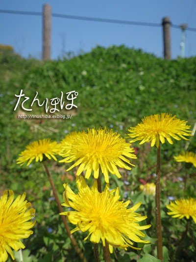 a0286855_06145451.jpg