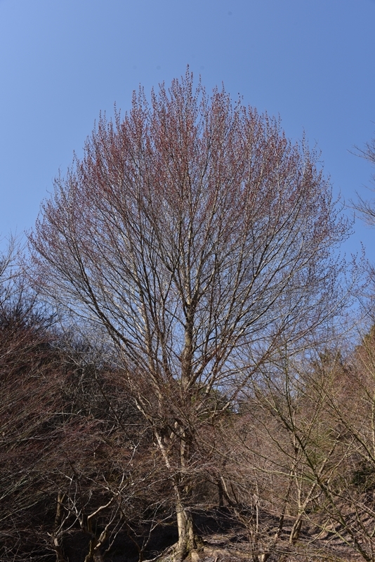 c0122455_13385937.jpg
