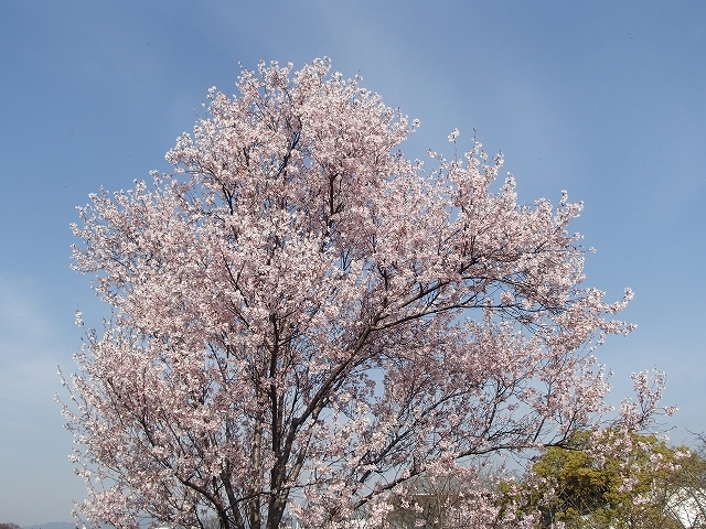 b0044663_00040258.jpg