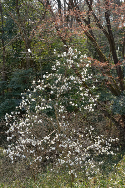 c0319774_00422675.jpg
