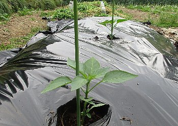 f0003283_20230305.jpg