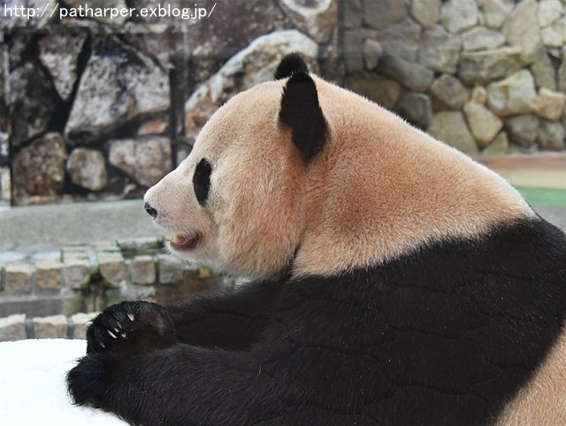 a0052986_7411056.jpg