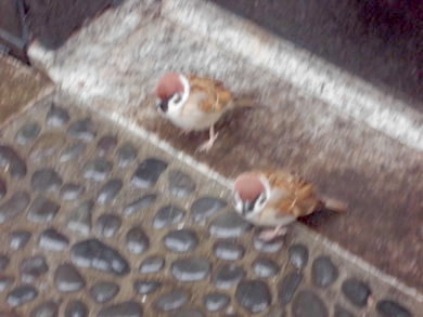 a0019212_12281854.jpeg