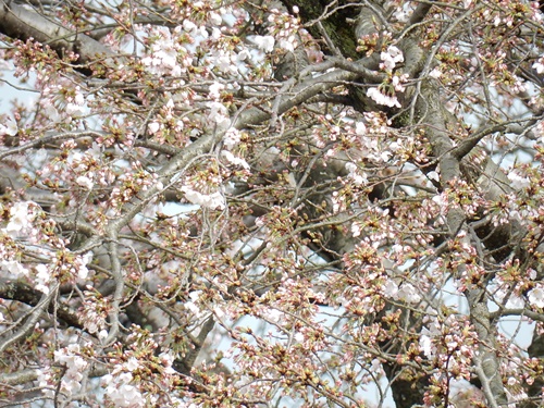 e0033229_178882.jpg