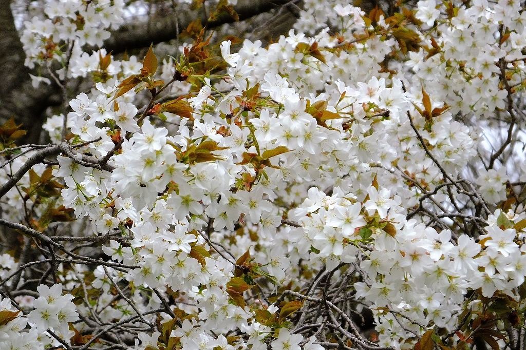 b0236251_10523550.jpg