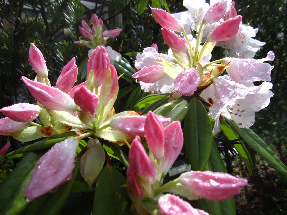 b0243152_1017556.jpg