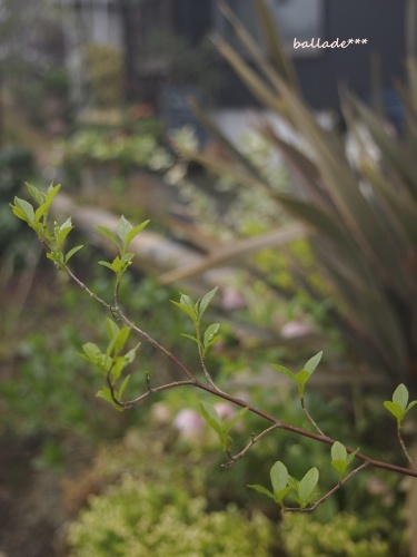 b0246758_21483551.jpg