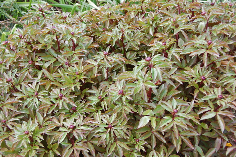 c0108460_20323959.jpg