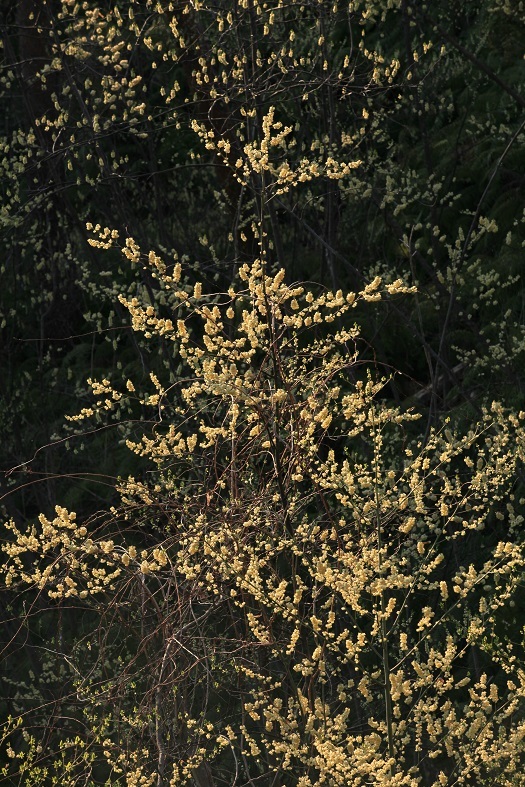 e0304170_19183127.jpg
