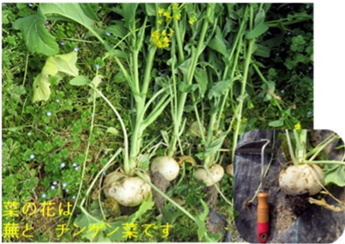 f0003174_15255585.jpg