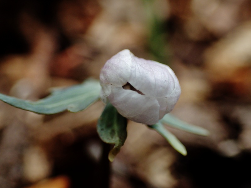 c0183777_17251640.jpg