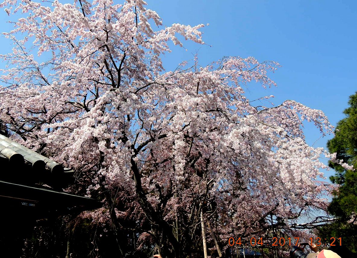 f0104277_1537395.jpg
