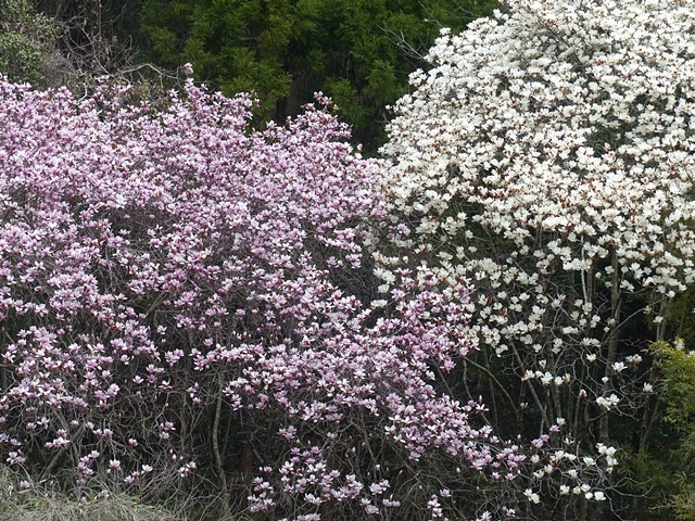 f0357487_00220843.jpg