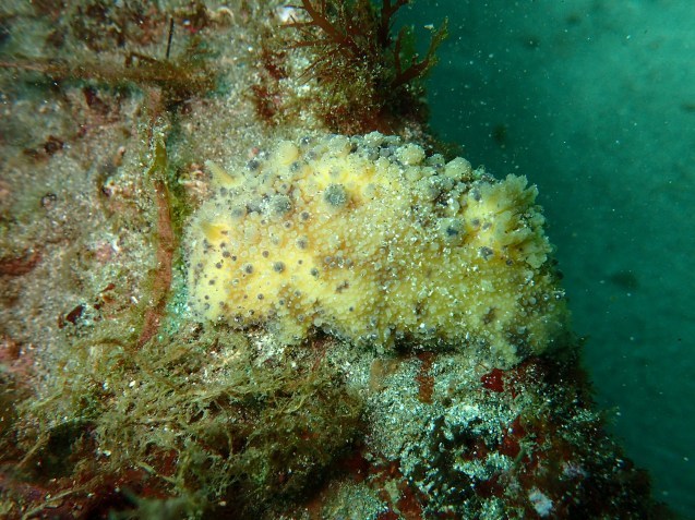 e0115199_14383572.jpg