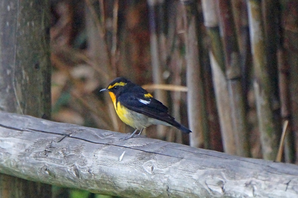c0042418_16111358.jpg