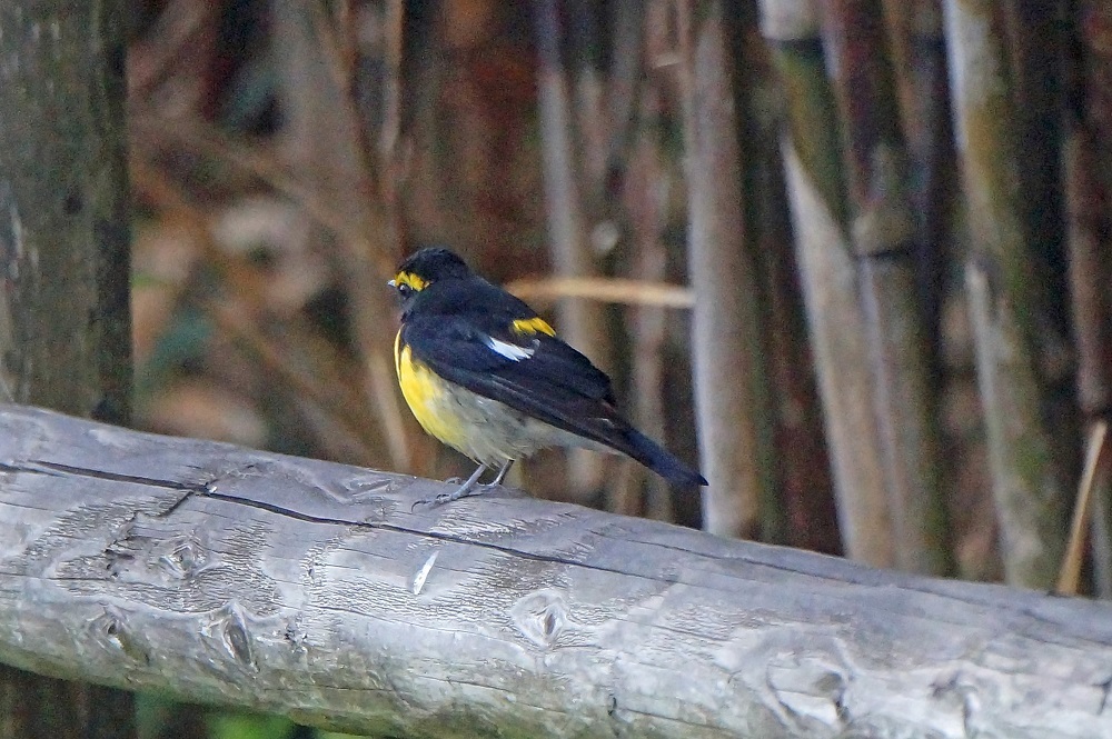 c0042418_16114315.jpg