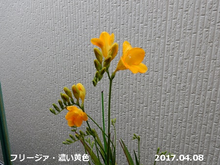 e0033229_18111268.jpg