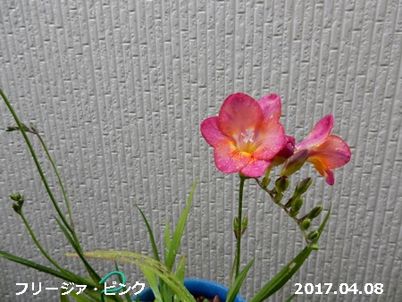 e0033229_18325280.jpg