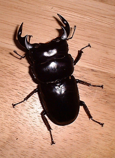 e0097534_1716059.jpg
