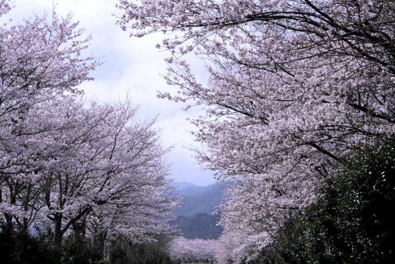 d0184337_15086.jpg