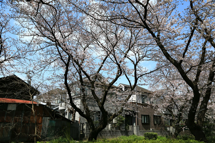 a0120949_914653.jpg