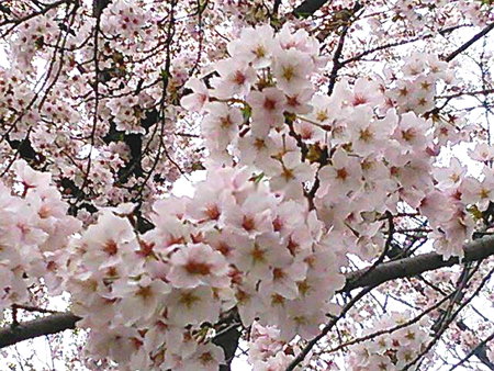 f0000673_021212.jpg