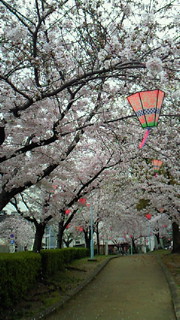 b0170623_052196.jpg