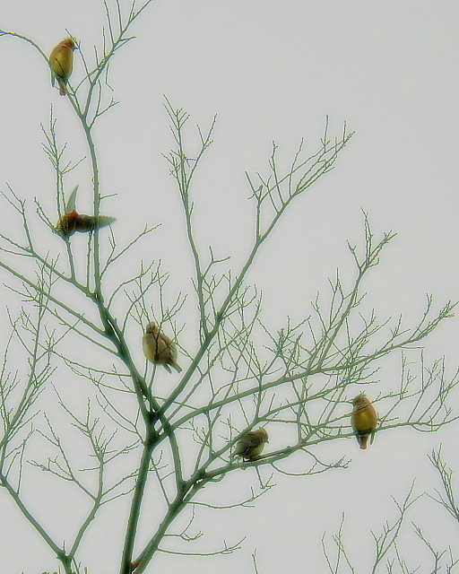 c0305565_18241604.jpg