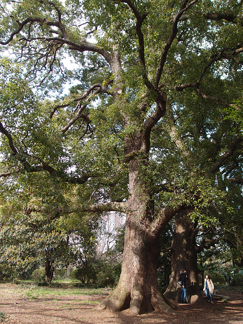 b0006870_945352.jpg