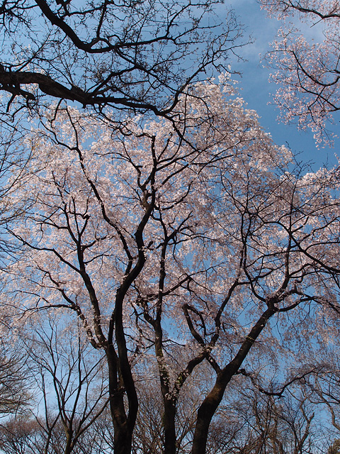 b0006870_954769.jpg