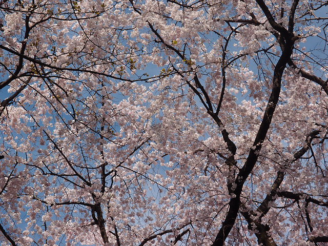 b0006870_961581.jpg