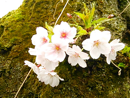 f0000673_05741.jpg