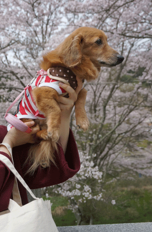 b0290297_15333428.gif