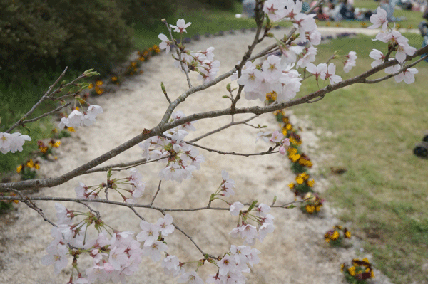b0290297_15343793.gif
