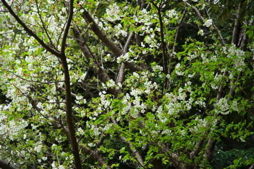 a0263109_20302818.jpg