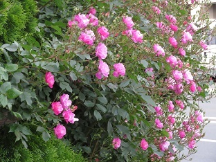 f0325309_06563695.jpg