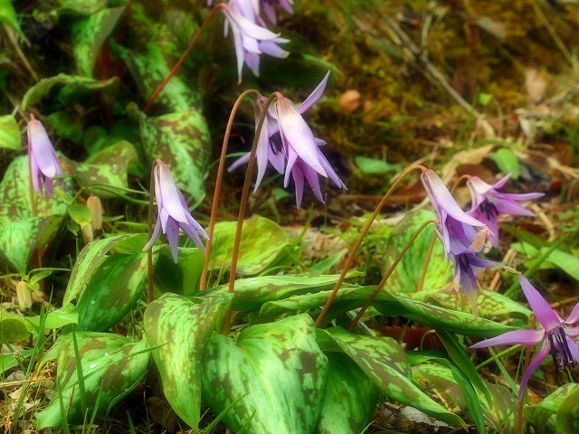 d0295818_12312027.jpg