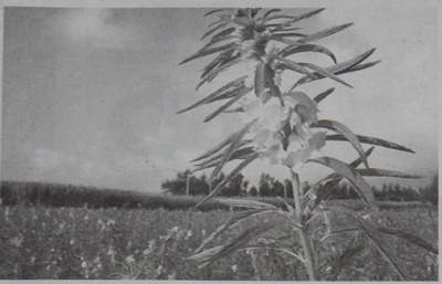 e0033229_1925293.jpg